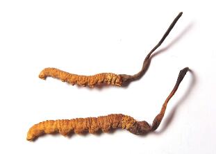 ���ɶ��x�ĲݵĹ�Ч���˽�᣿